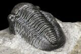 Detailed Gerastos Trilobite Fossil - Morocco #141683-4